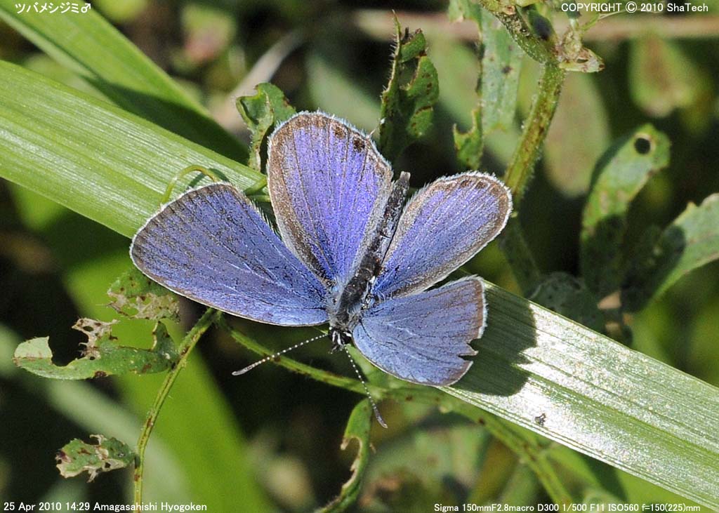 �c�o���V�W�~