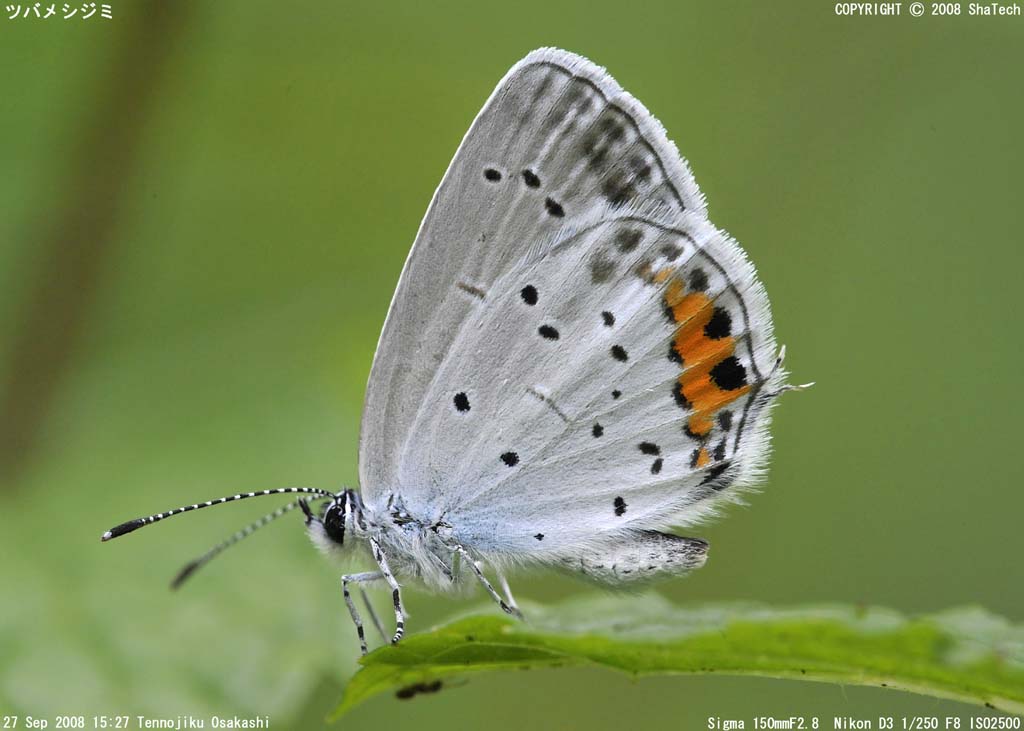 �c�o���V�W�~