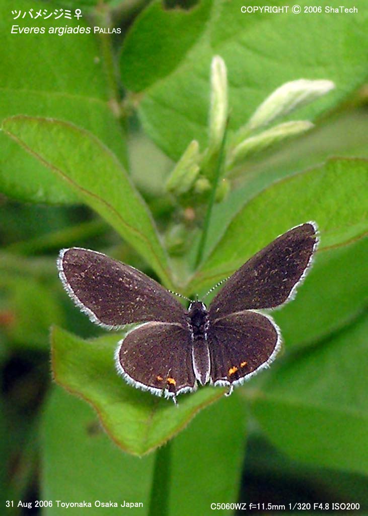 �c�o���V�W�~3638