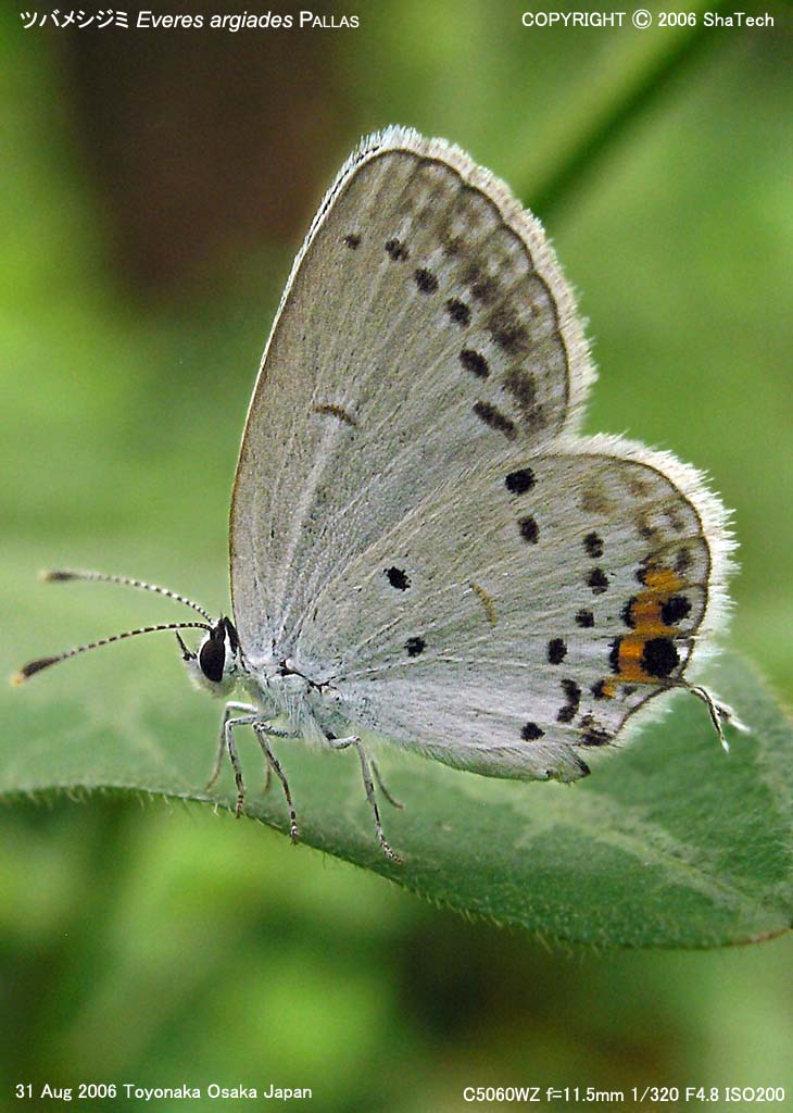 �c�o���V�W�~3648