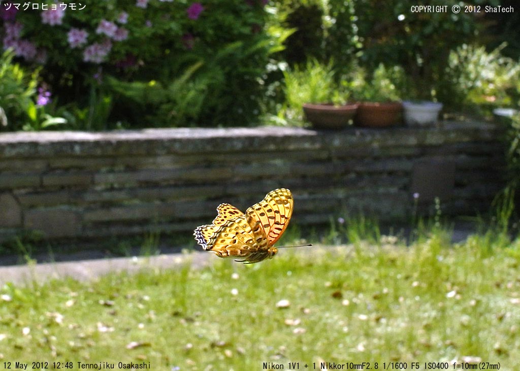 �c�}�O���q���E����