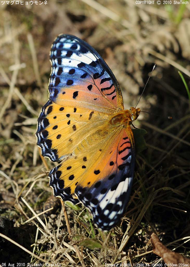 �c�}�O���q���E����