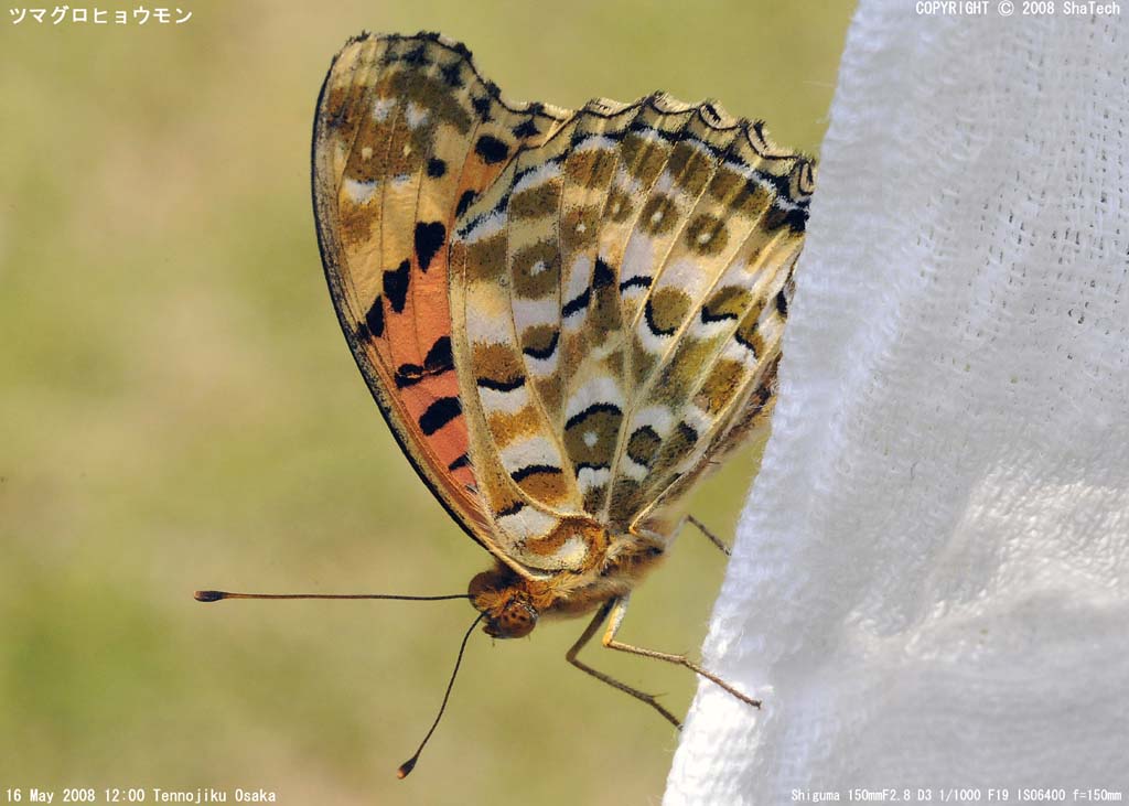 �c�}�O���q���E����