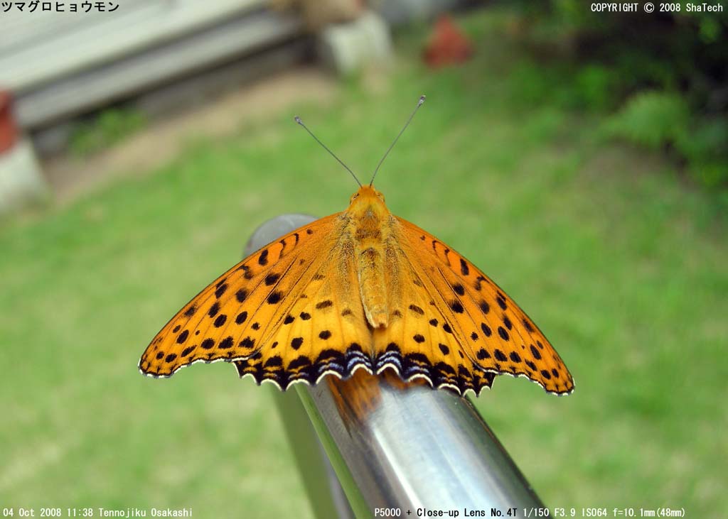 �c�}�O���q���E����