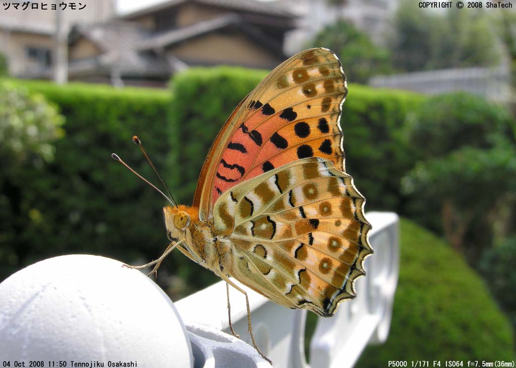 �c�}�O���q���E����