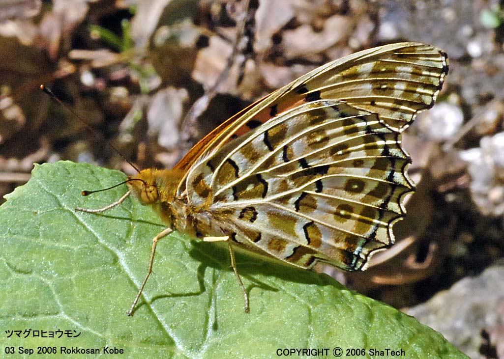 �c�}�O���q���E�����X�V�Q�O