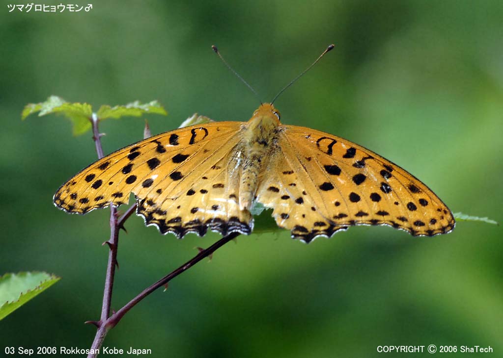 �c�}�O���q���E�����X�V�U�Q