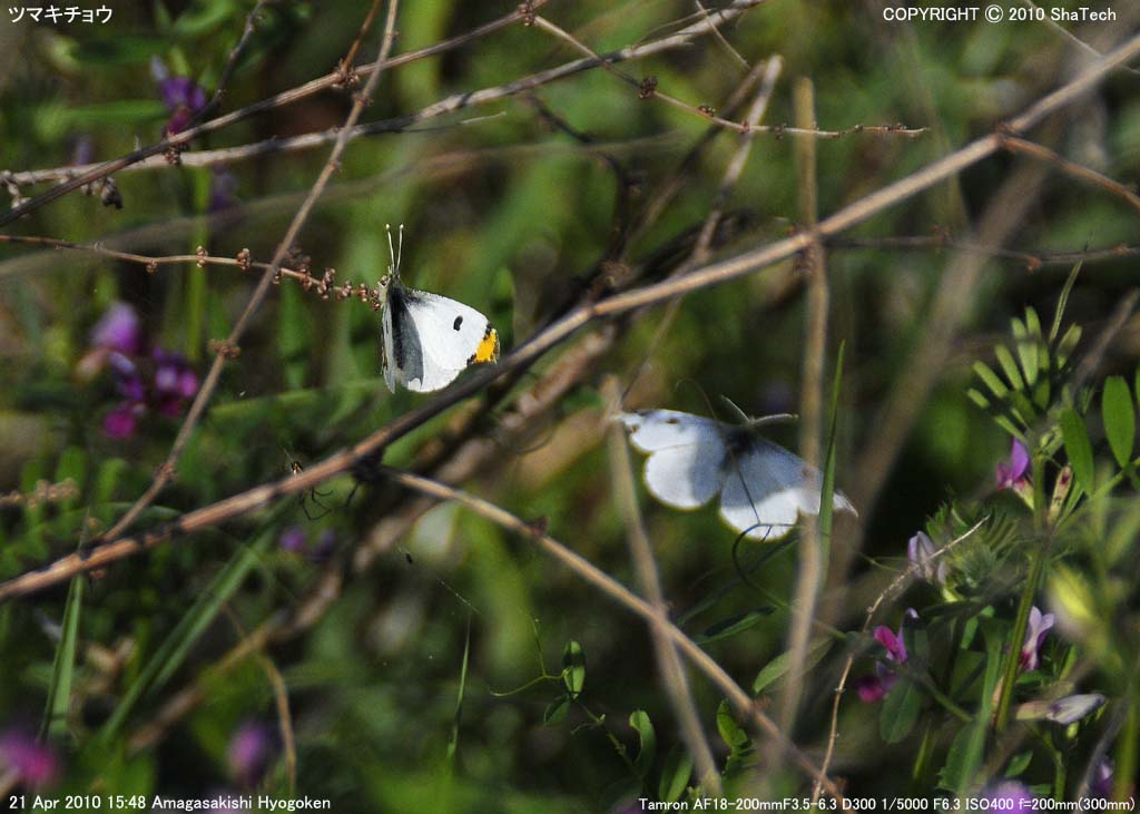 �c�}�L�`���E