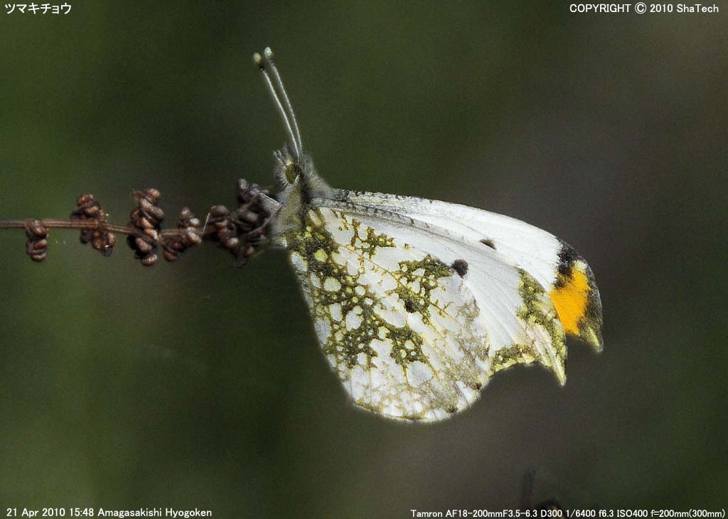 �c�}�L�`���E