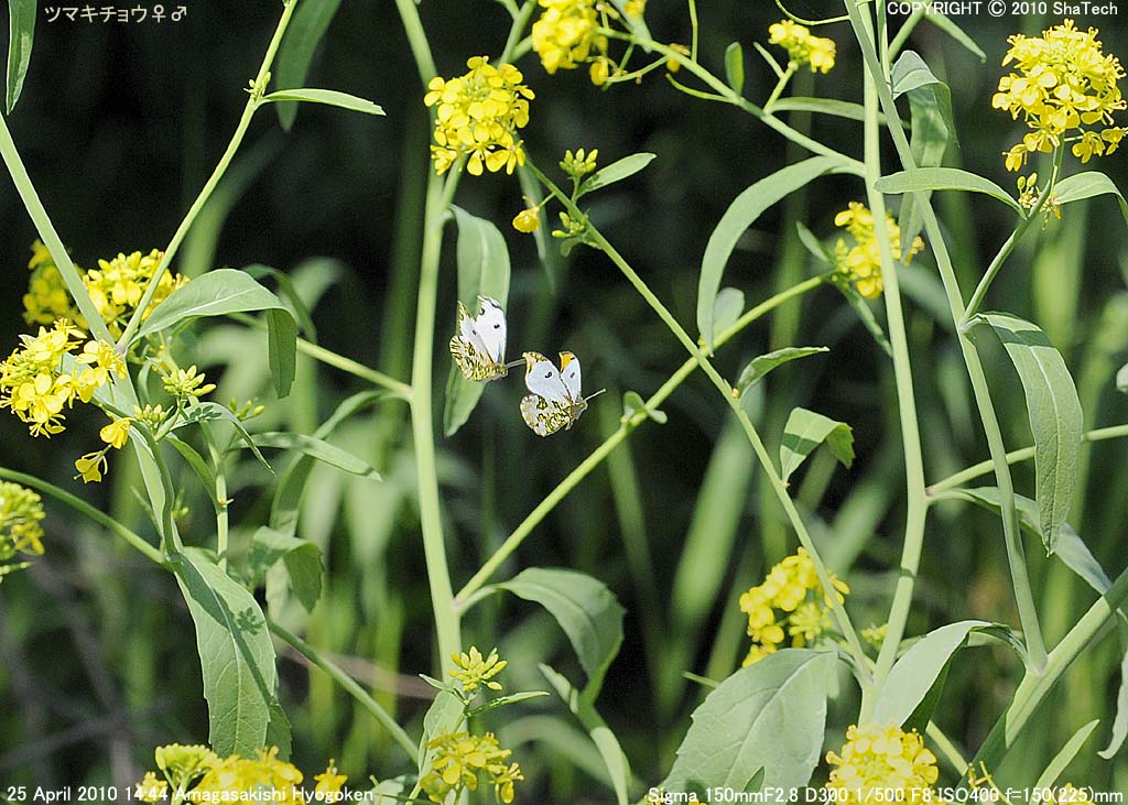 �c�}�L�`���E