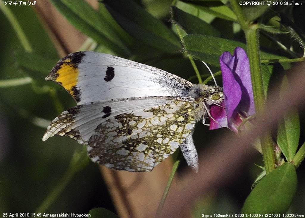 �c�}�L�`���E