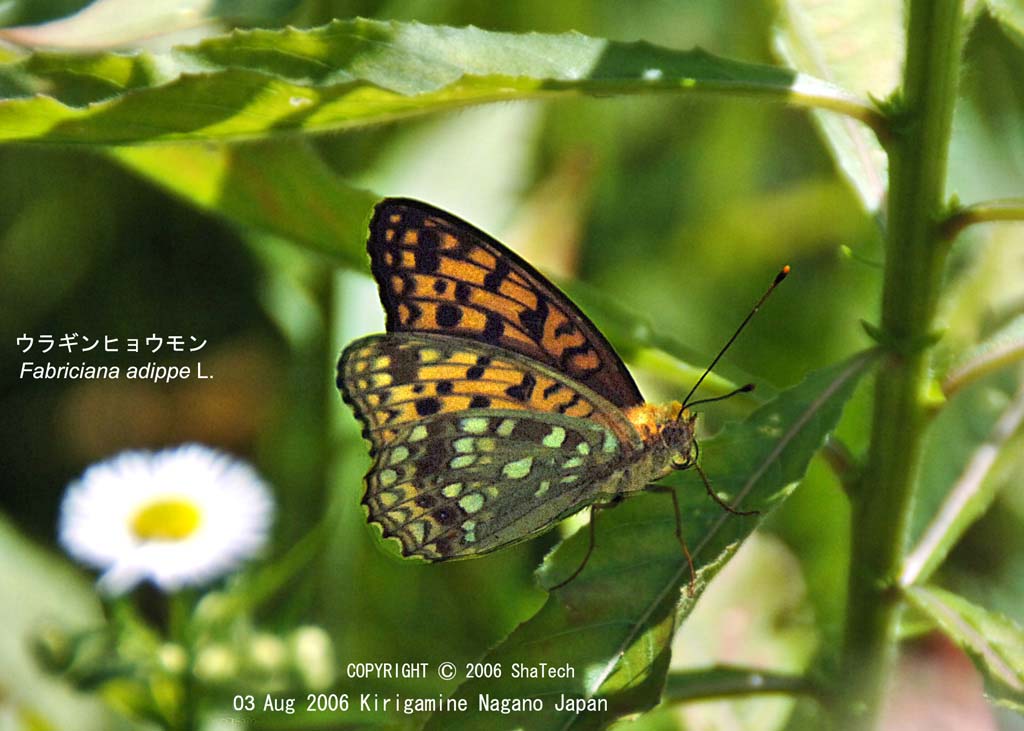 �E���M���q���E����7880