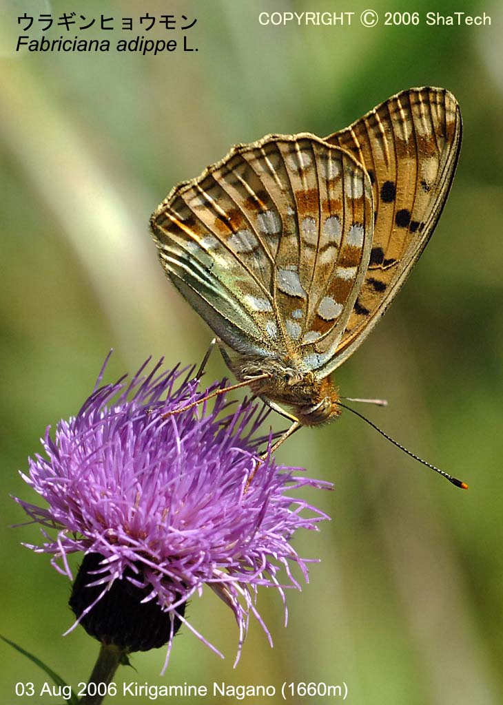 �E���M���q���E����7960