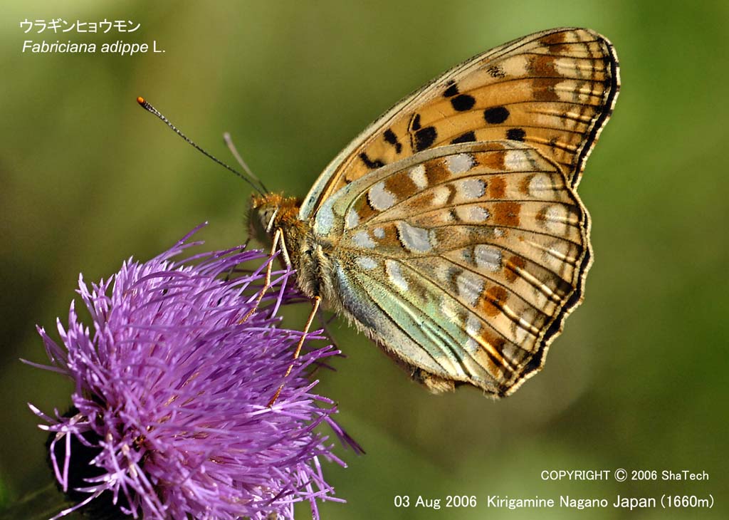 �E���M���q���E����7964