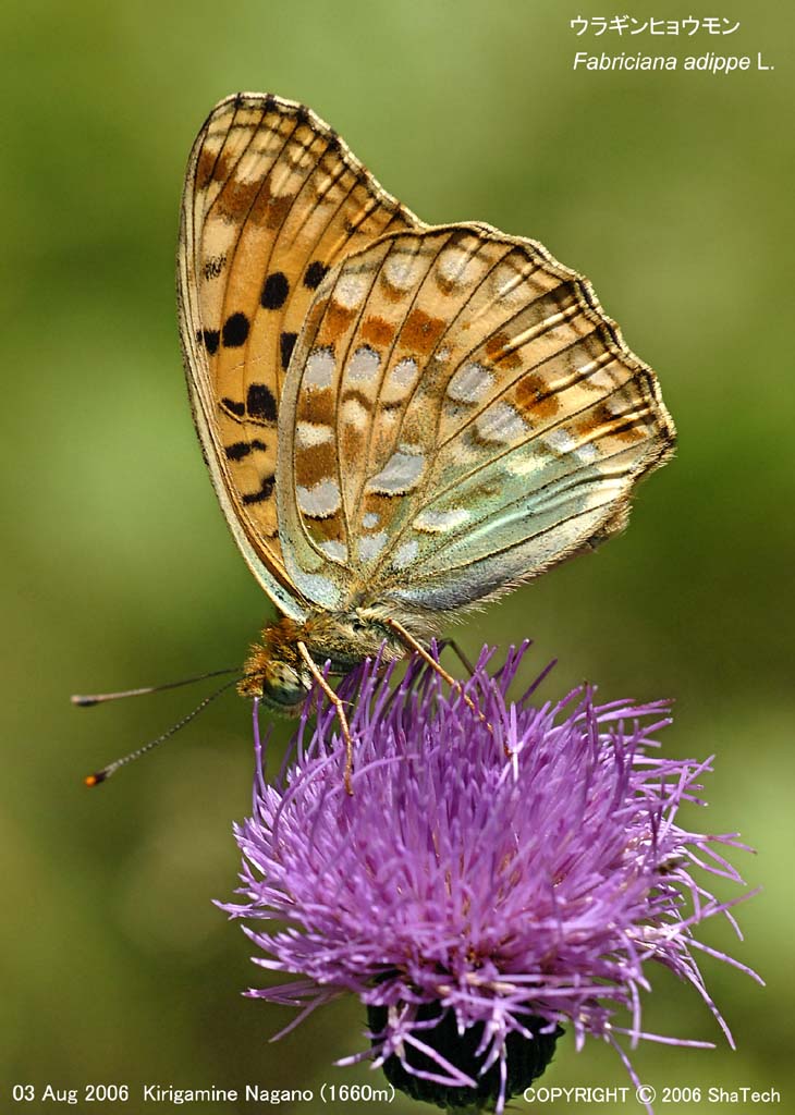 �E���M���q���E����7965