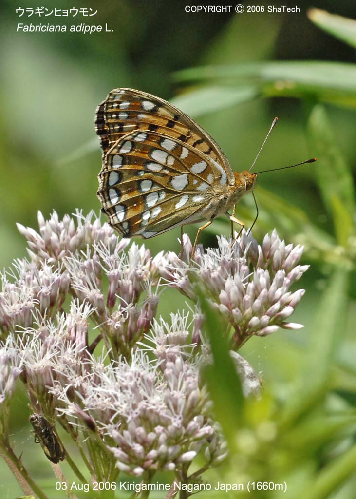 �E���M���q���E����8021