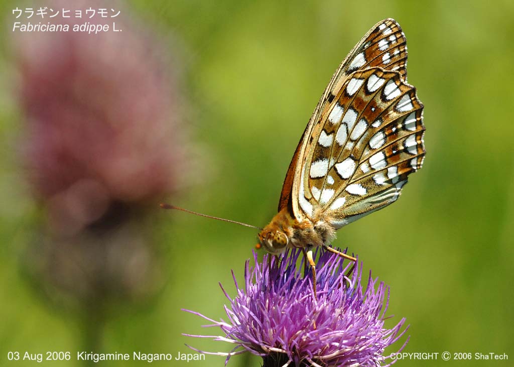 �E���M���q���E����8146