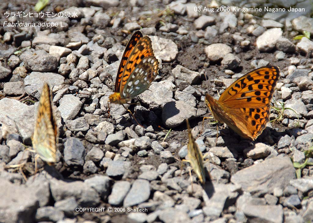 �E���M���q���E����8179