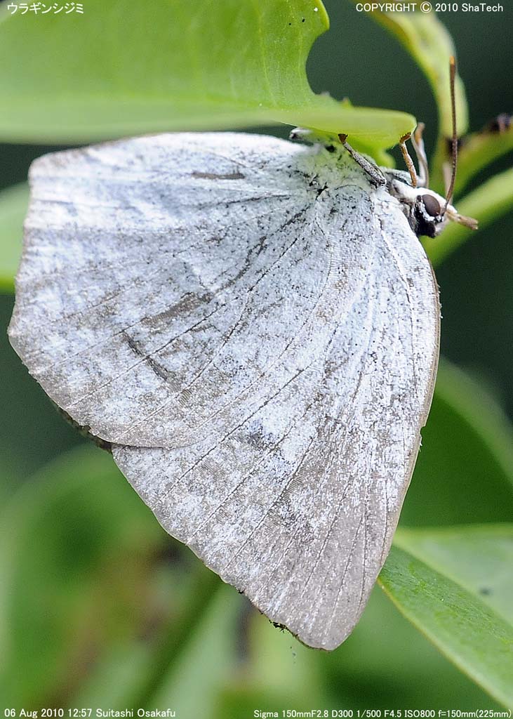 �E���M���V�W�~