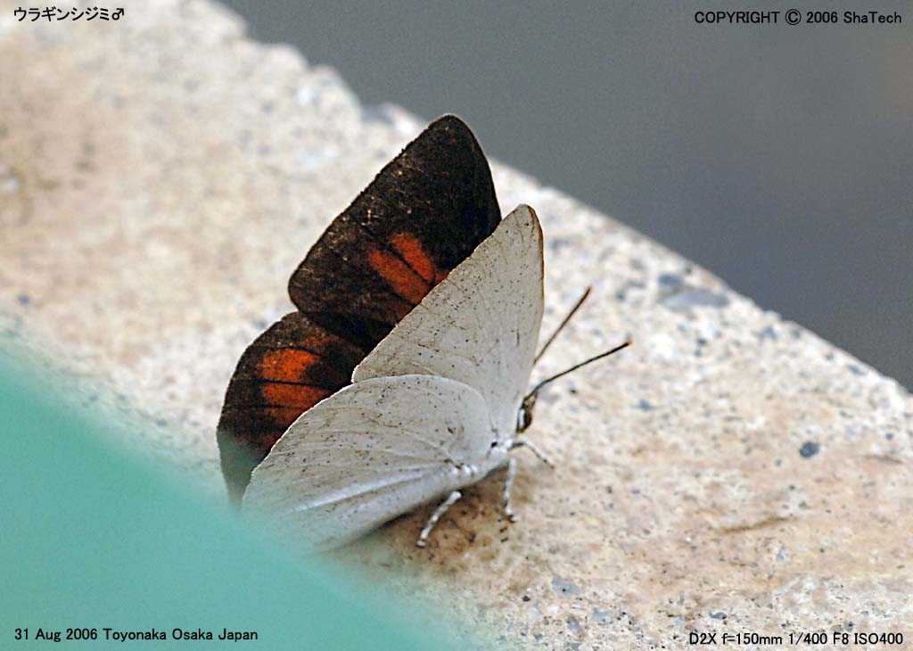 �E���M���V�W�~9455