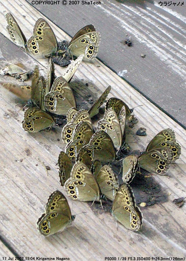 �E���W���m���U�P�X�V