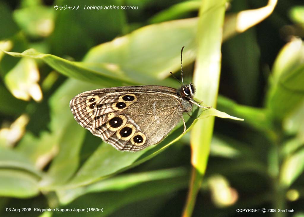 �E���W���m��8244