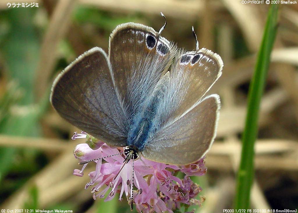 �E���i�~�V�W�~�O�V�Q�O