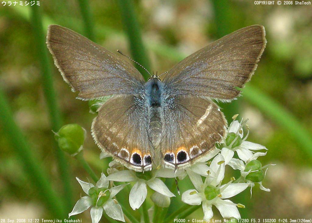 �E���i�~�V�W�~