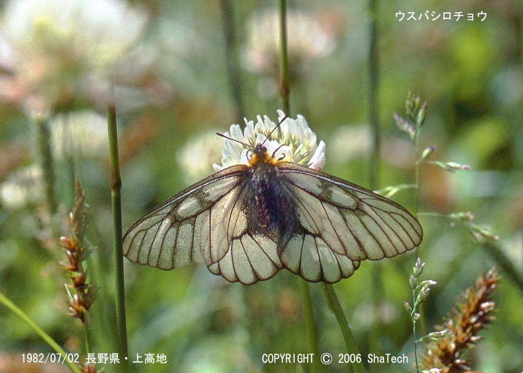 �E�X�o�V���`���E�Q