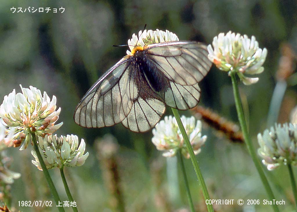 �E�X�o�V���`���E�R