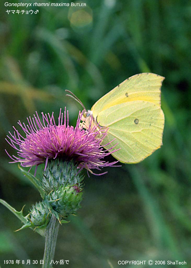 ���}�L�`���E