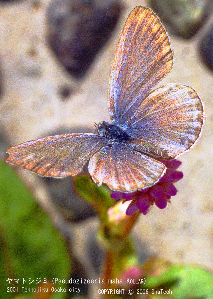 ���}�g�V�W�~