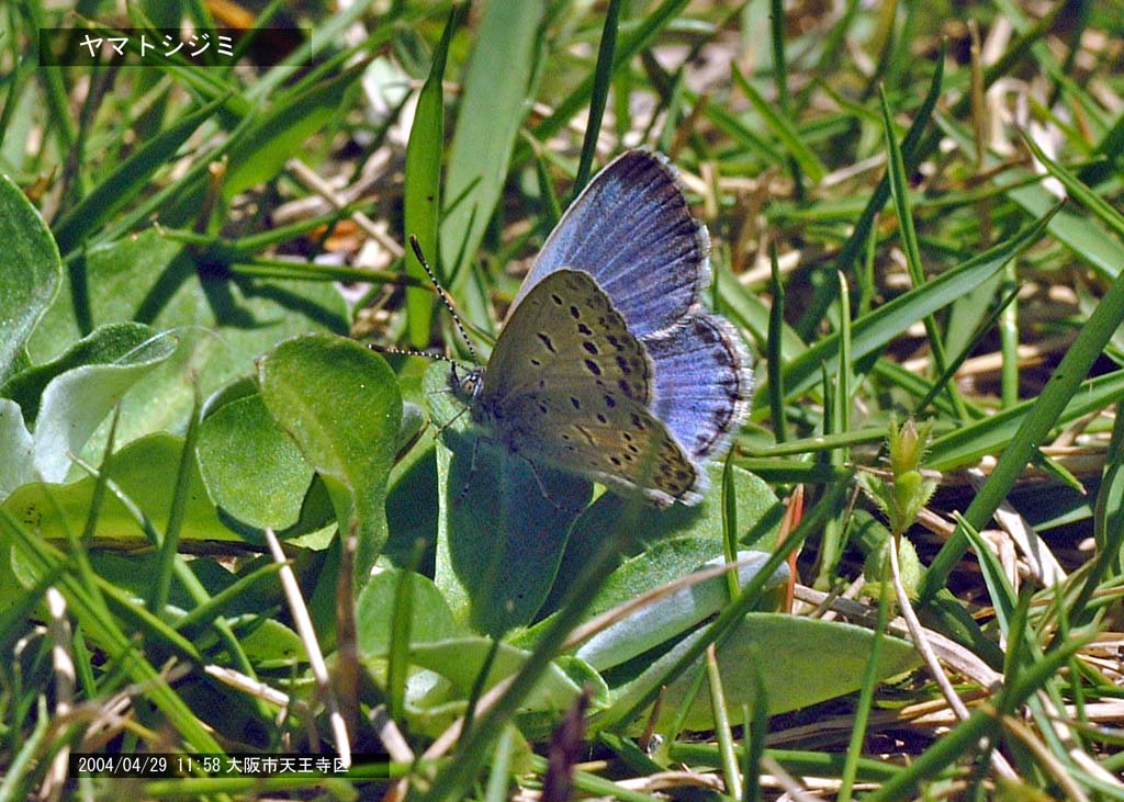 ���}�g�V�W�~