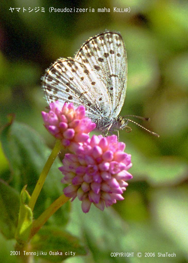 ���}�g�V�W�~