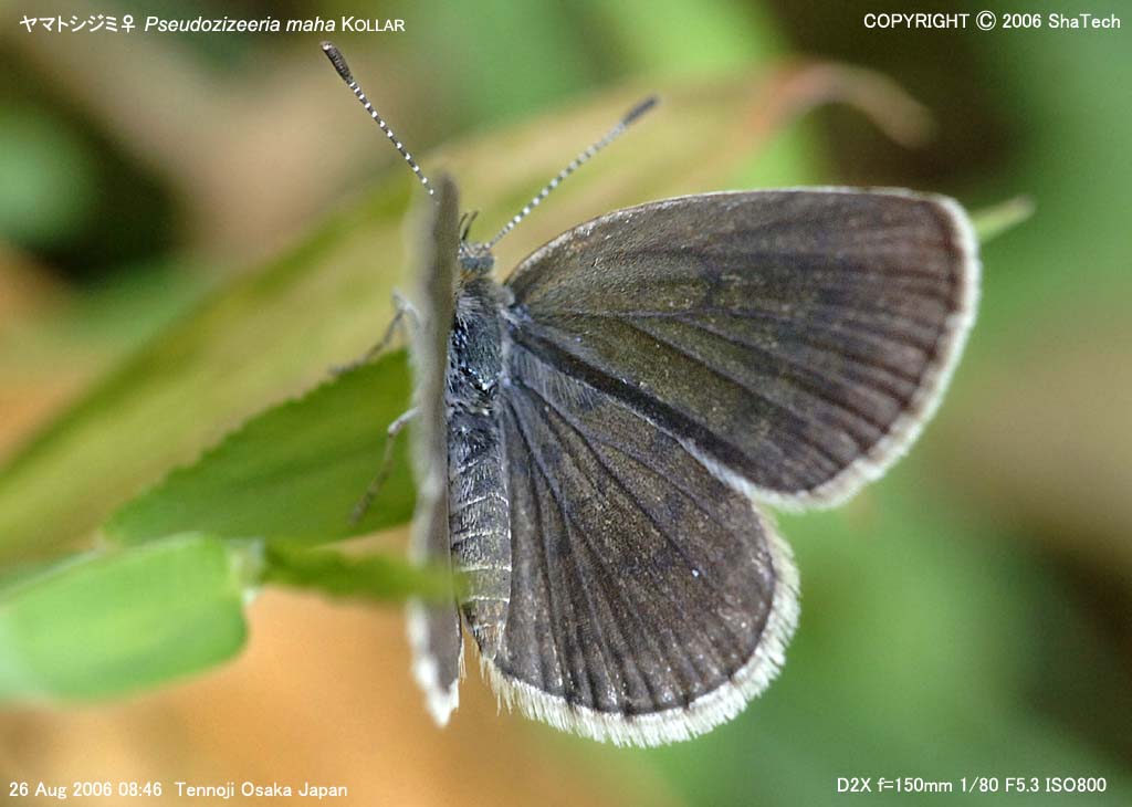 ���}�g�V�W�~