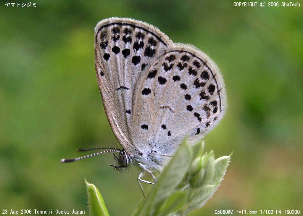 ���}�g�V�W�~