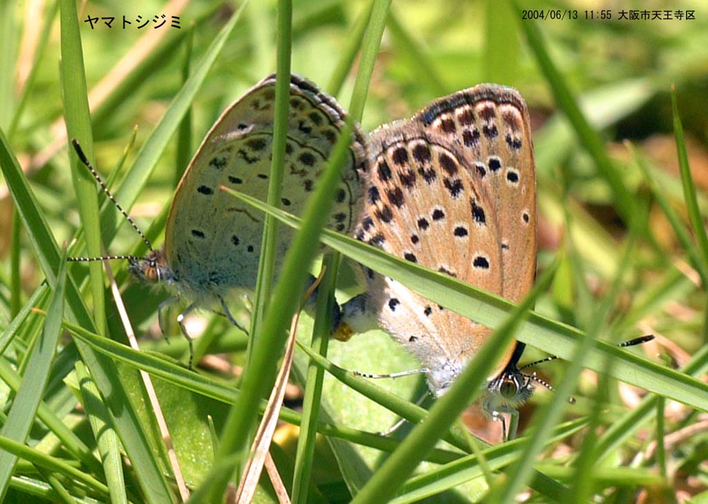 ���}�g�V�W�~