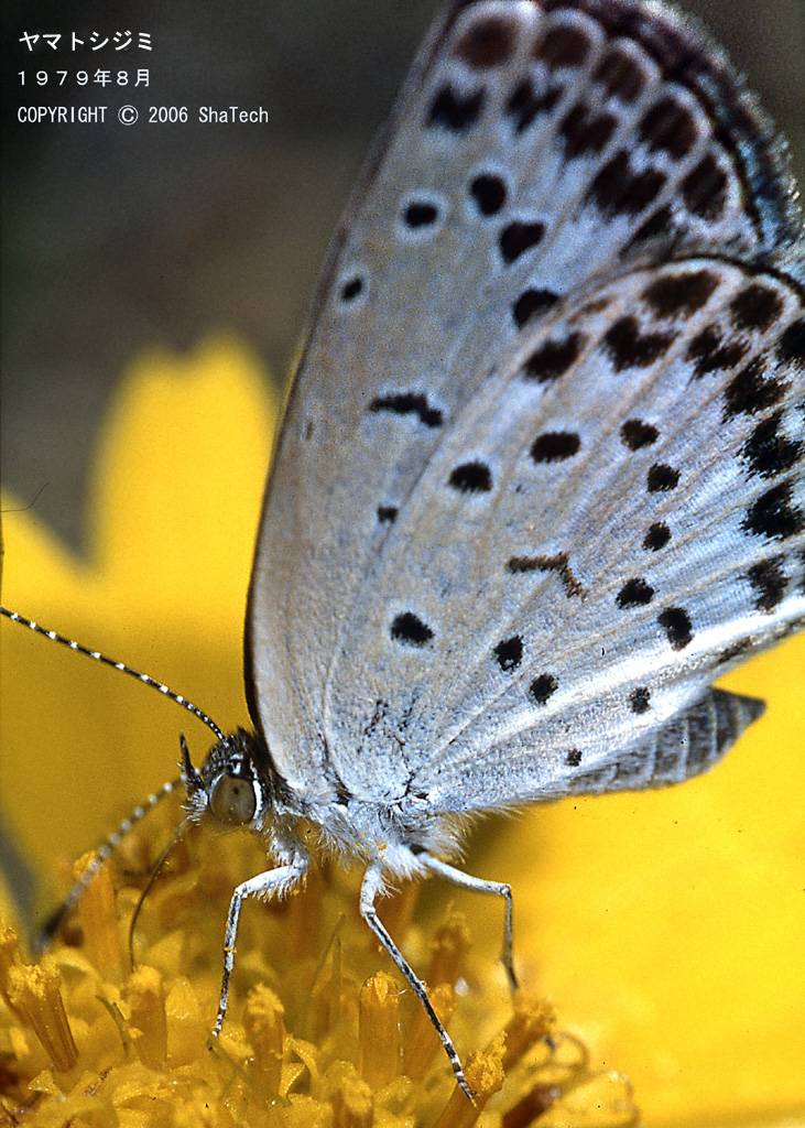 ���}�g�V�W�~