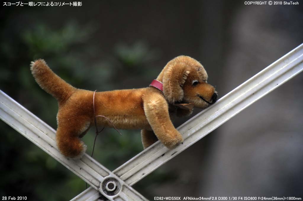 一眼デジスコで撮影したテスト画像