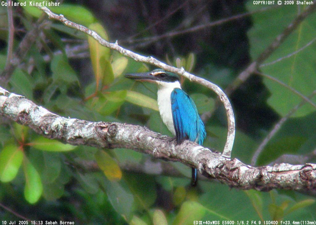 �i�����E�V���E�r��