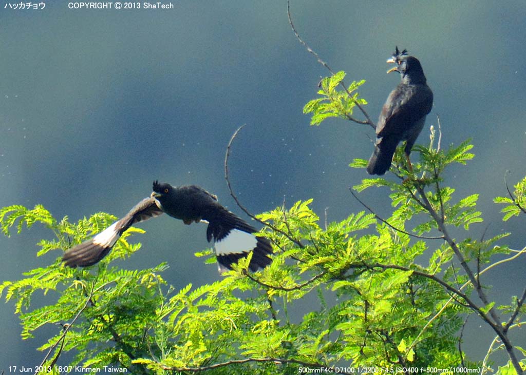 �n�b�J�`���E