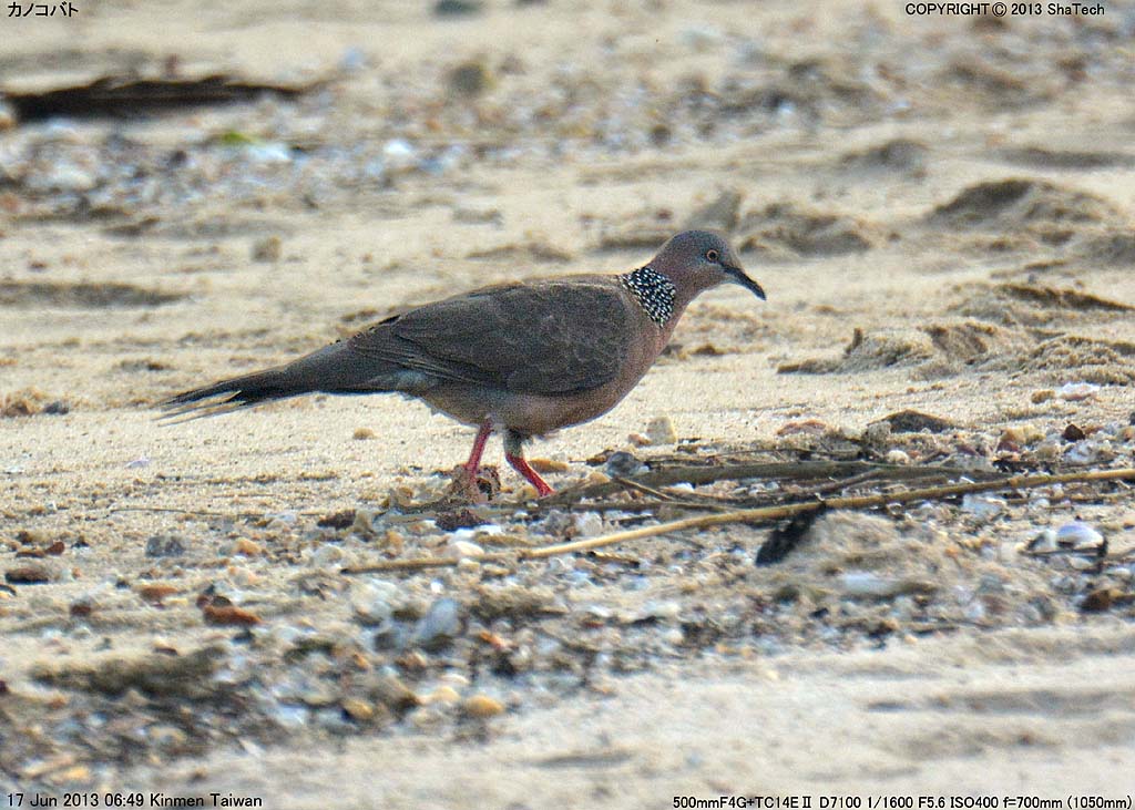 �J�m�R�o�g