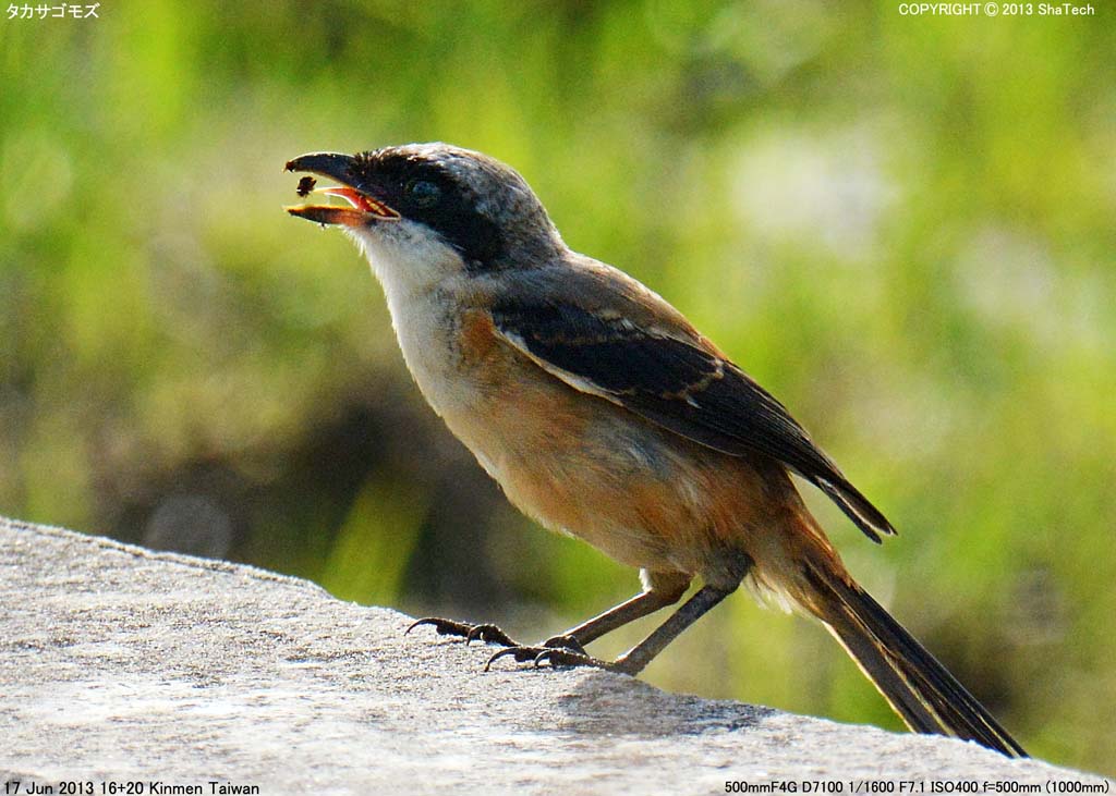 �^�J�T�S���Y