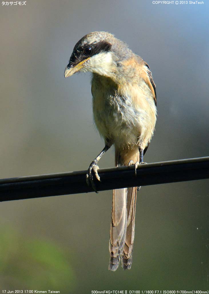 �^�J�T�S���Y