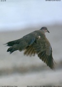 カノコバト