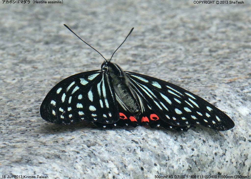 �A�J�{�V�S�}�_��