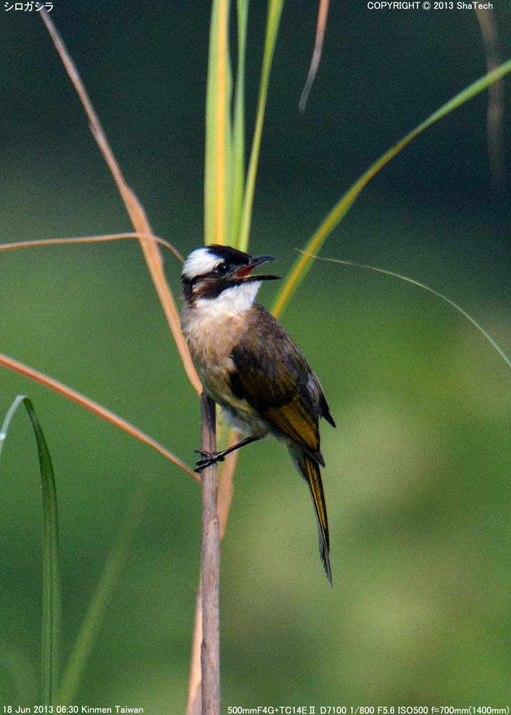 �V���K�V��