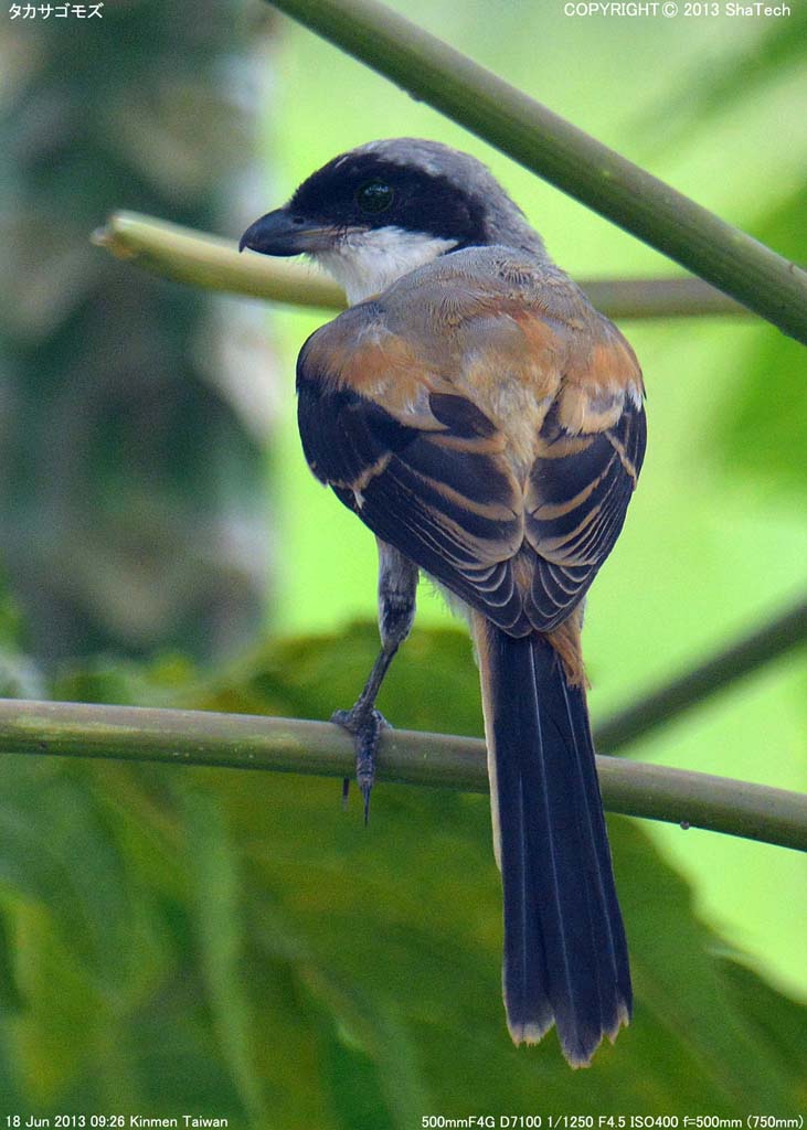 �^�J�T�S���Y