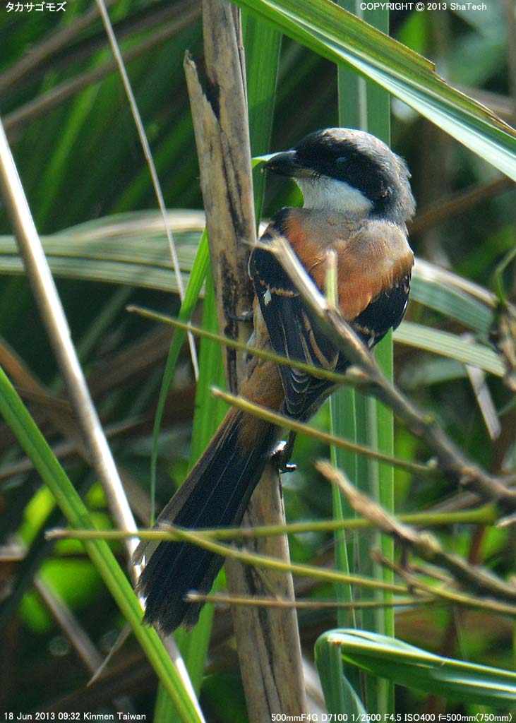 �^�J�T�S���Y