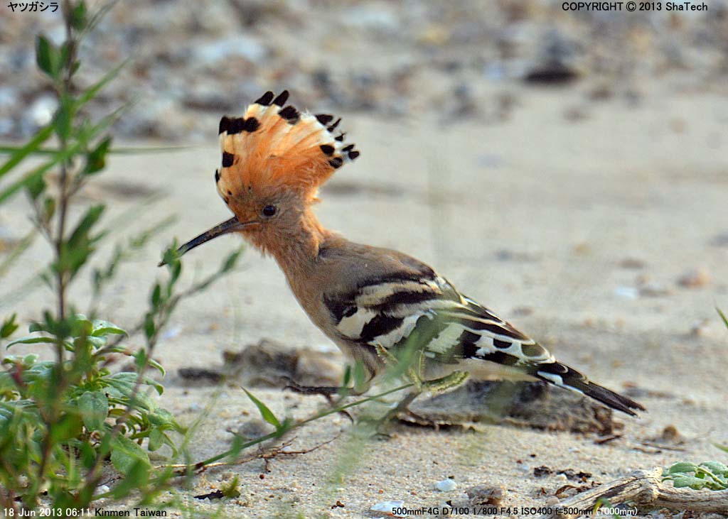 ���c�K�V��